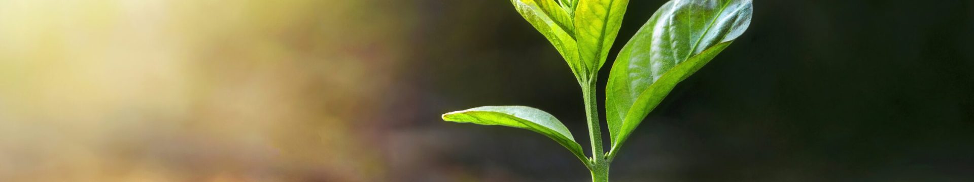 Small,Green,Plant,Is,Growing,In,The,Dirt.,The,Plant